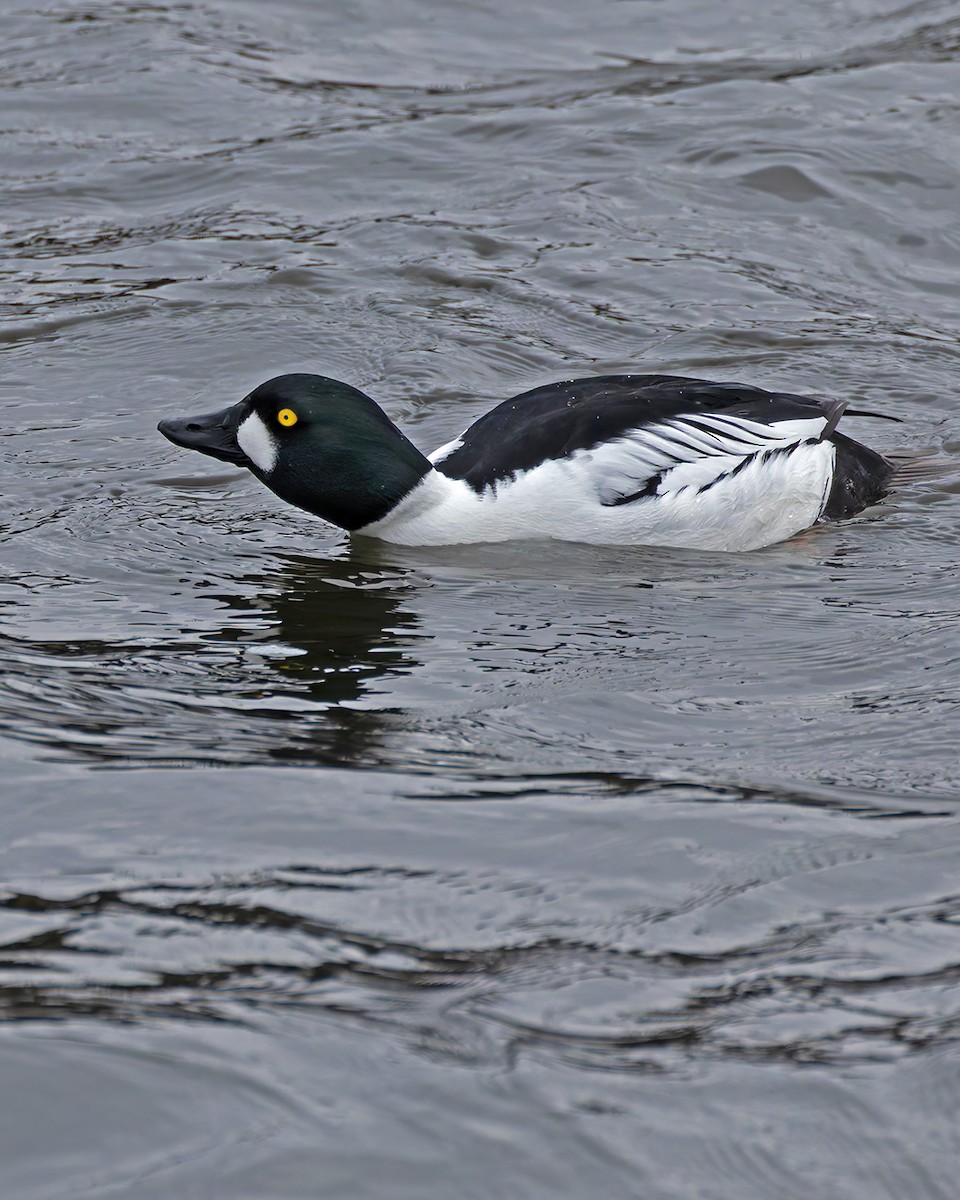 Common Goldeneye - ML637606175