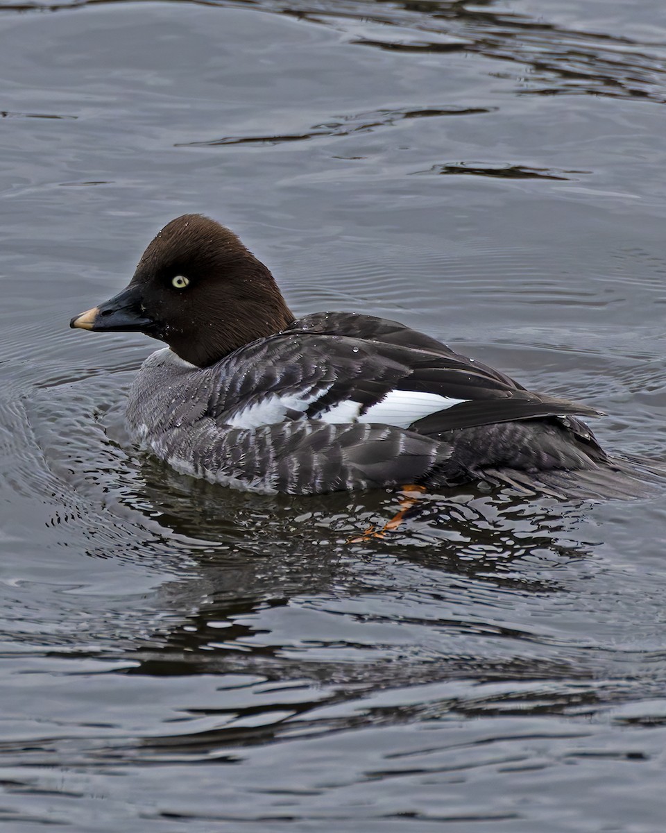 Common Goldeneye - ML637606176