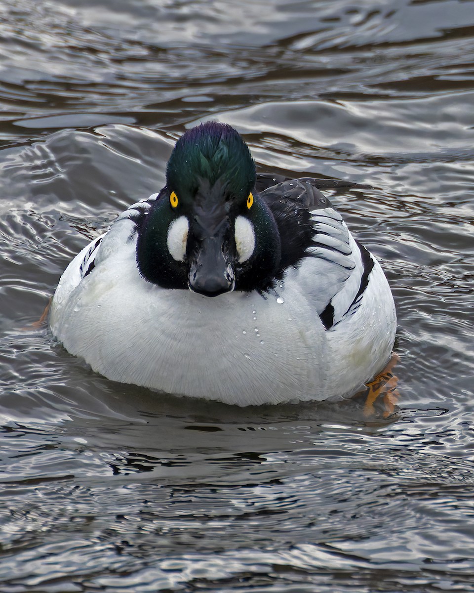 Common Goldeneye - ML637606177