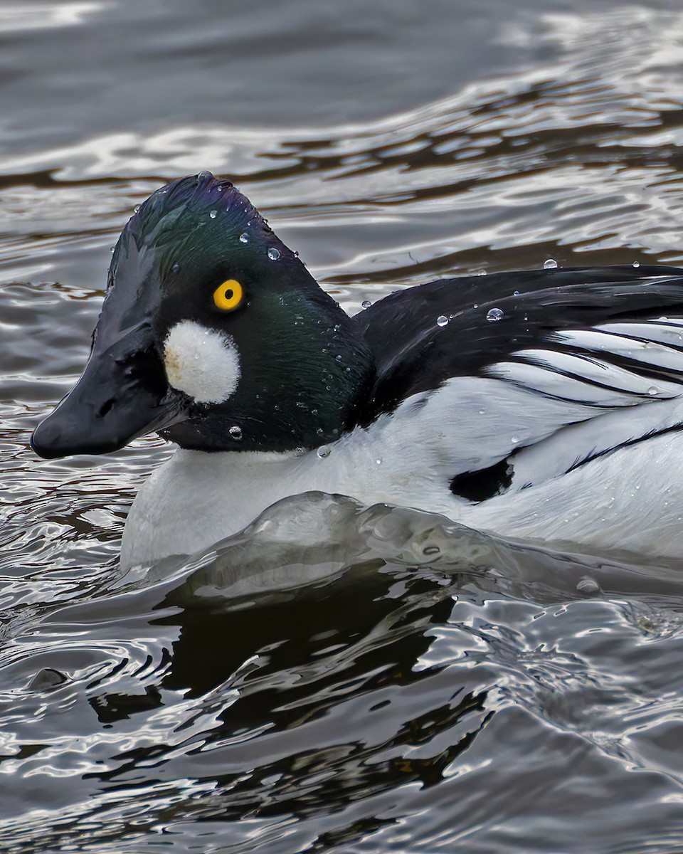 Common Goldeneye - ML637606178