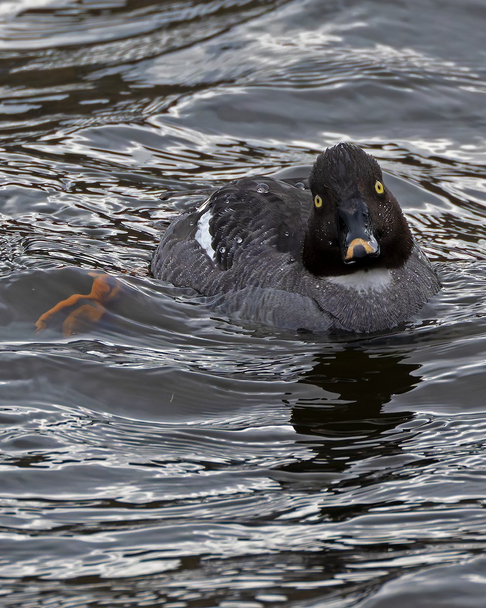 Common Goldeneye - ML637606179