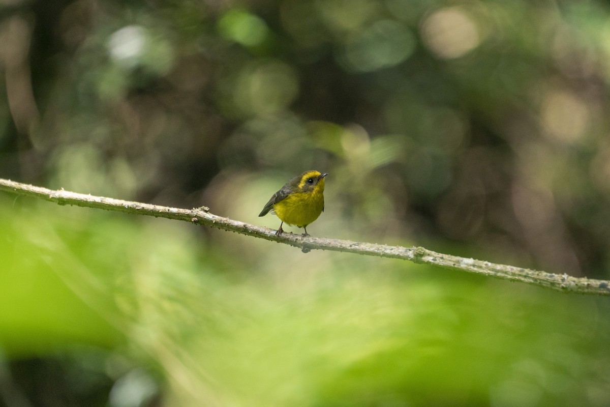 Yellow-bellied Fairy-Fantail - ML637606207