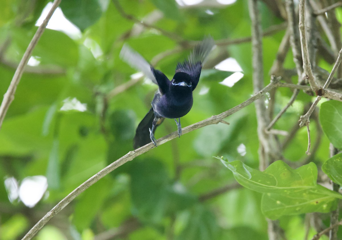 Seychelles Paradise-Flycatcher - ML637606212