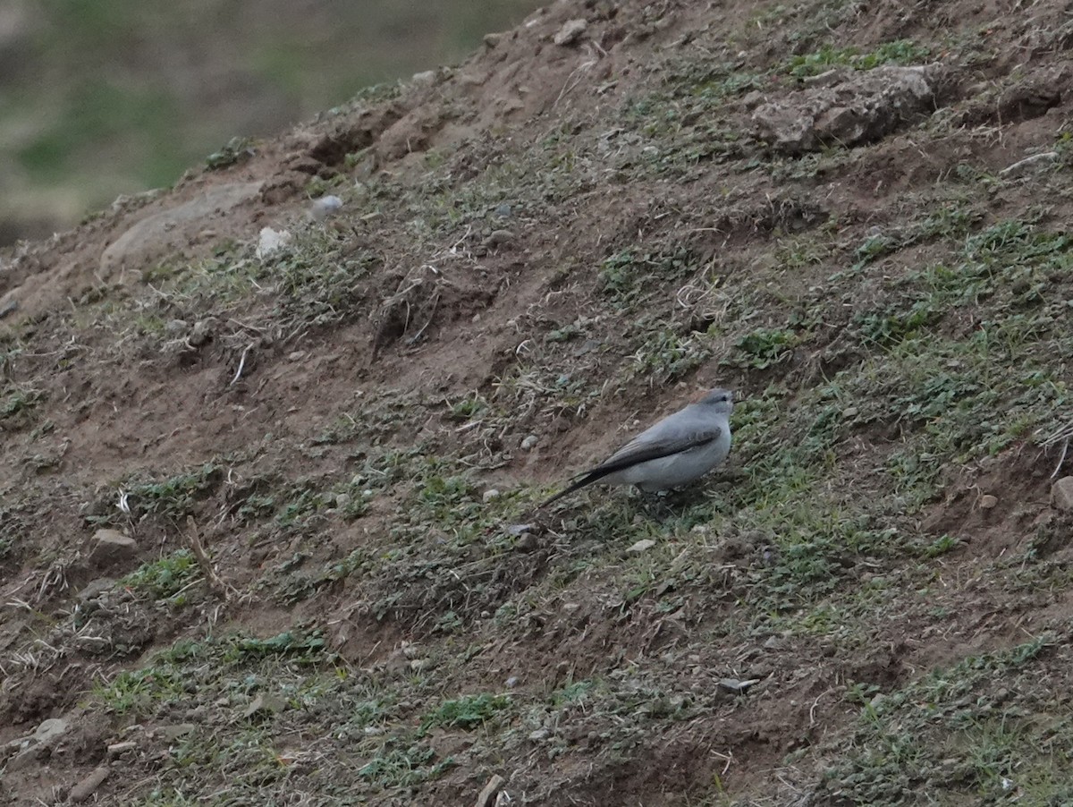 Rufous-naped Ground-Tyrant - ML637606275