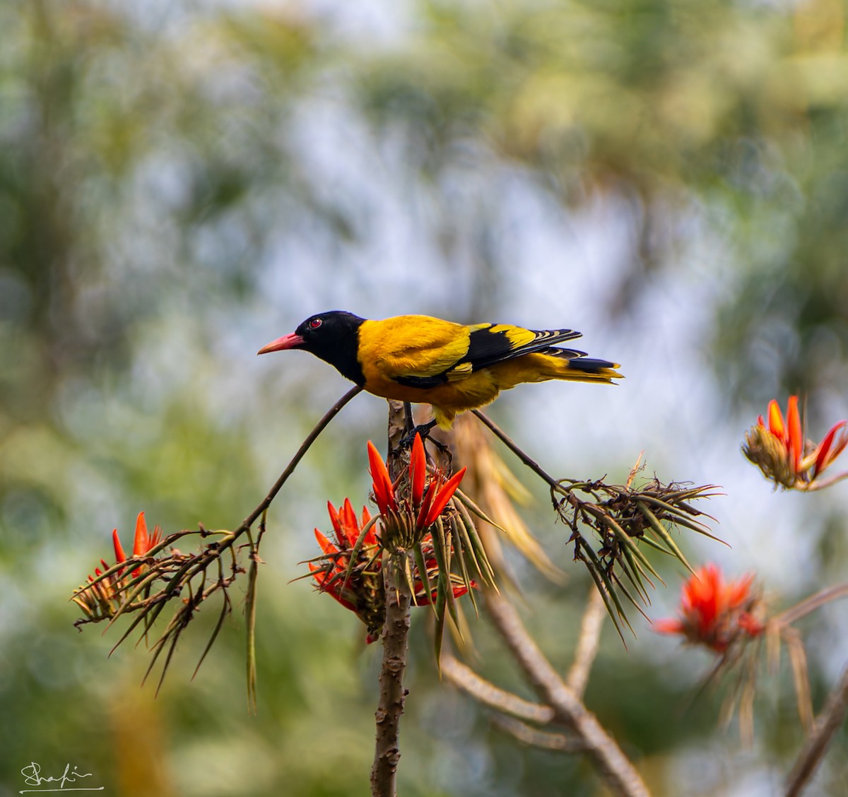 Black-hooded Oriole - ML637606284