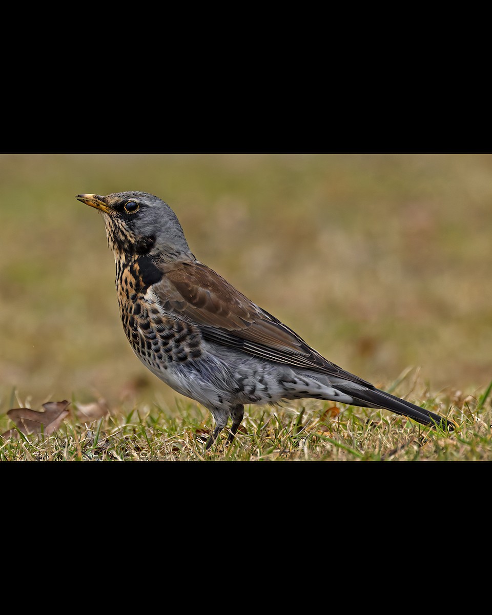 Fieldfare - ML637606291