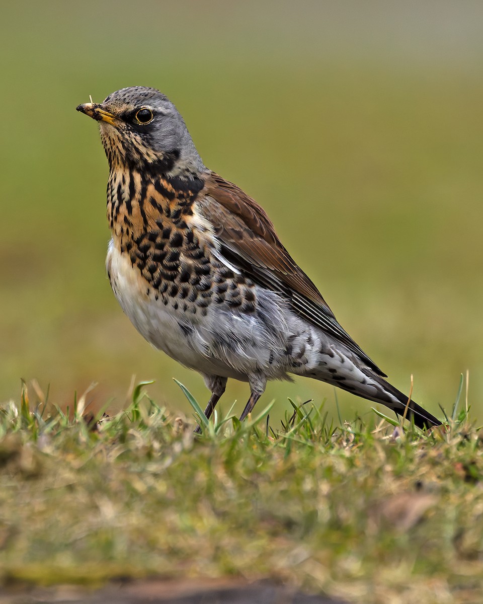 Fieldfare - ML637606293