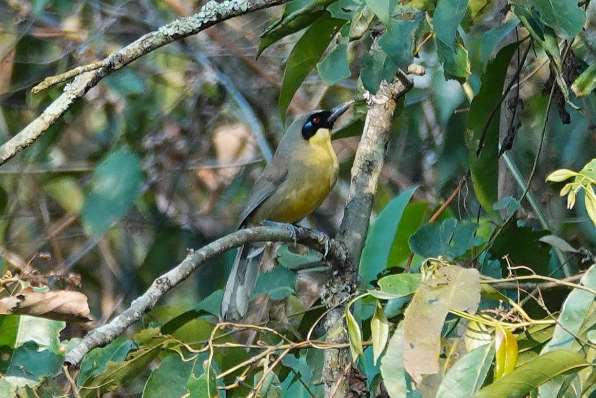 Yellow-throated Laughingthrush - ML637606318