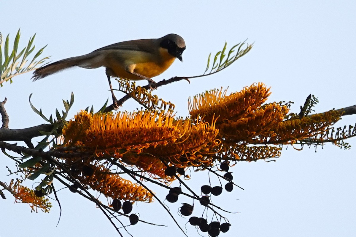 Yellow-throated Laughingthrush - ML637606319