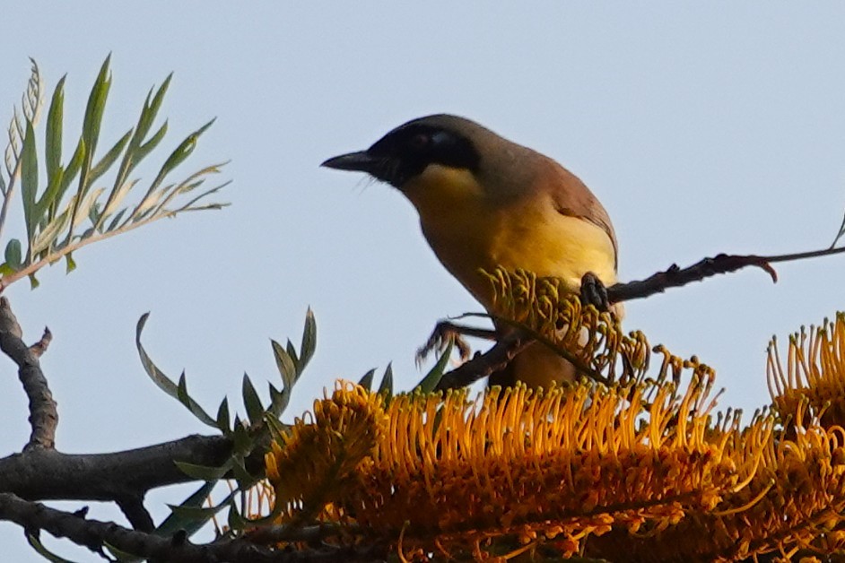 Yellow-throated Laughingthrush - ML637606320