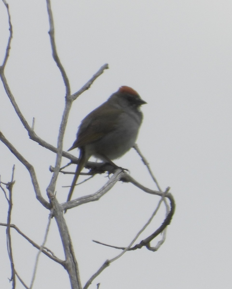 Green-tailed Towhee - ML637606442