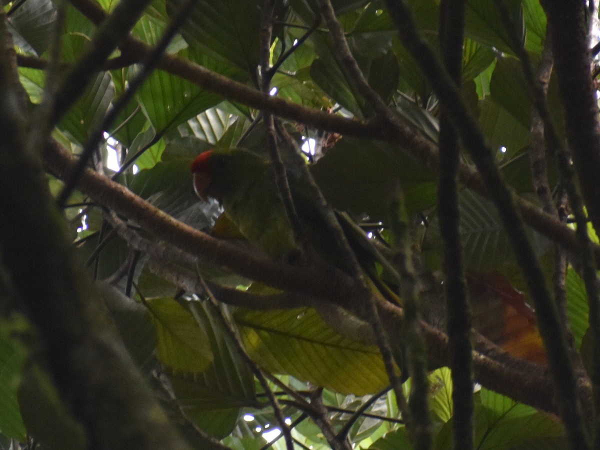 Scarlet-fronted Parakeet - ML637606456