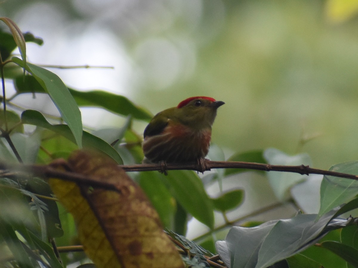 Striolated Manakin - ML637606476