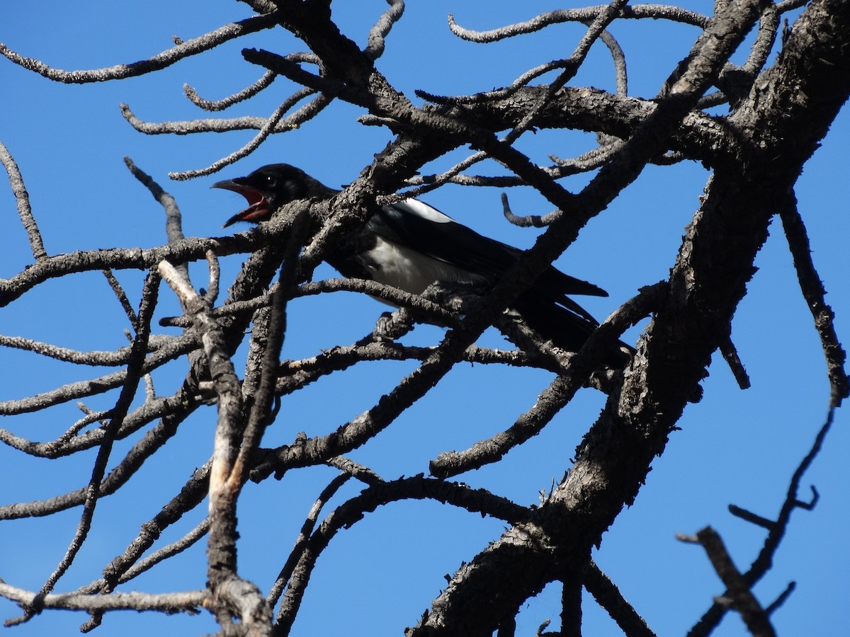Black-billed Magpie - ML637606488