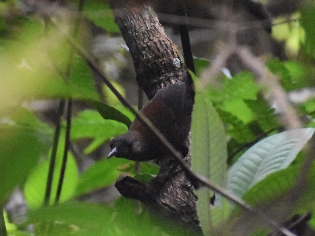 Scaly-breasted Wren - ML637606492