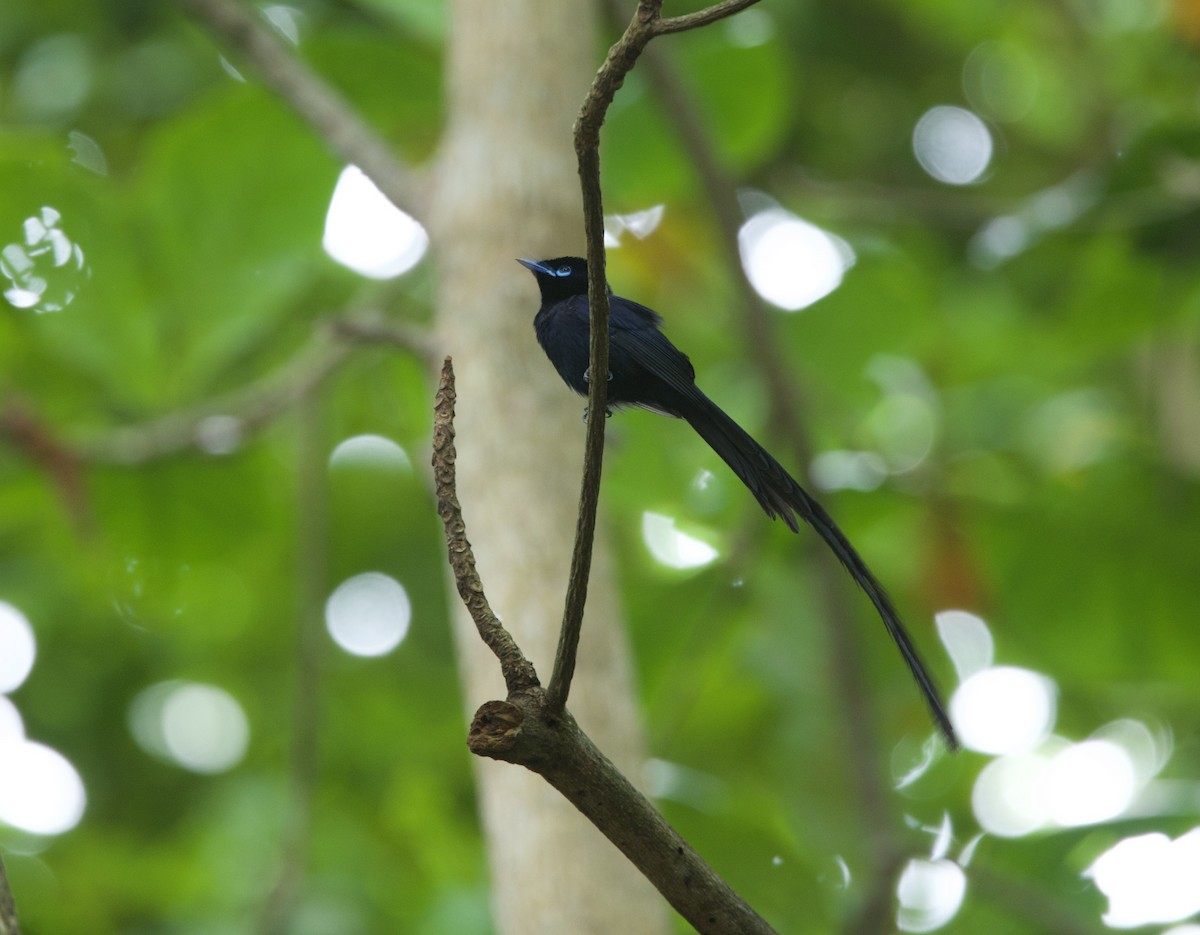 Seychelles Paradise-Flycatcher - ML637606586