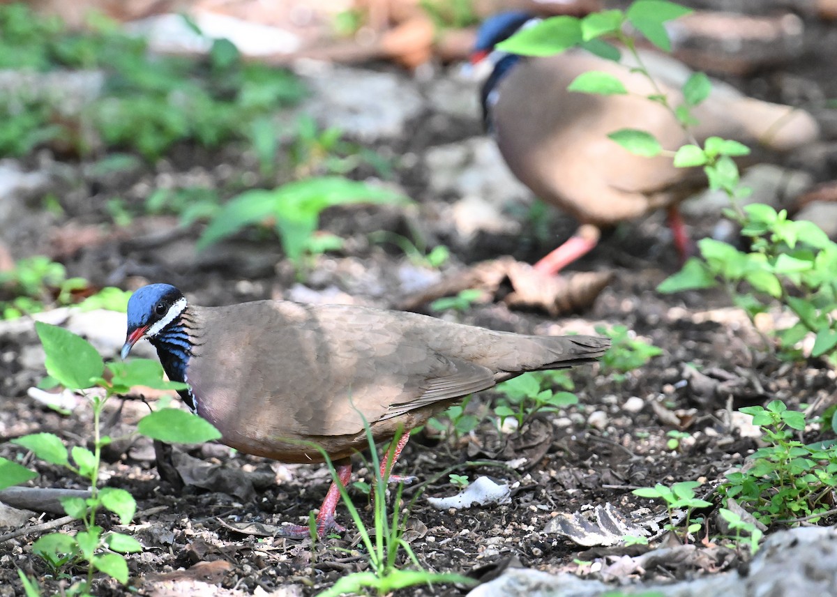 Blue-headed Quail-Dove - ML637606612