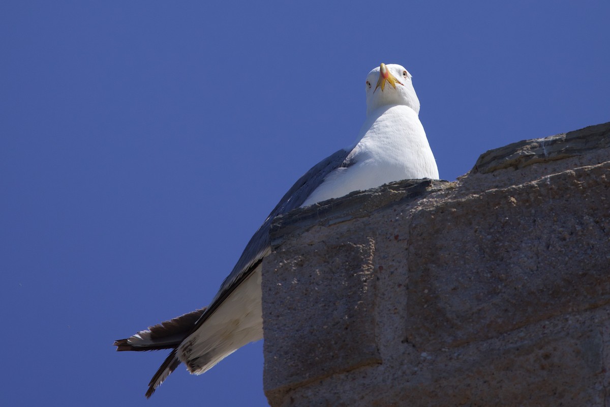 Yellow-legged Gull - ML637606623