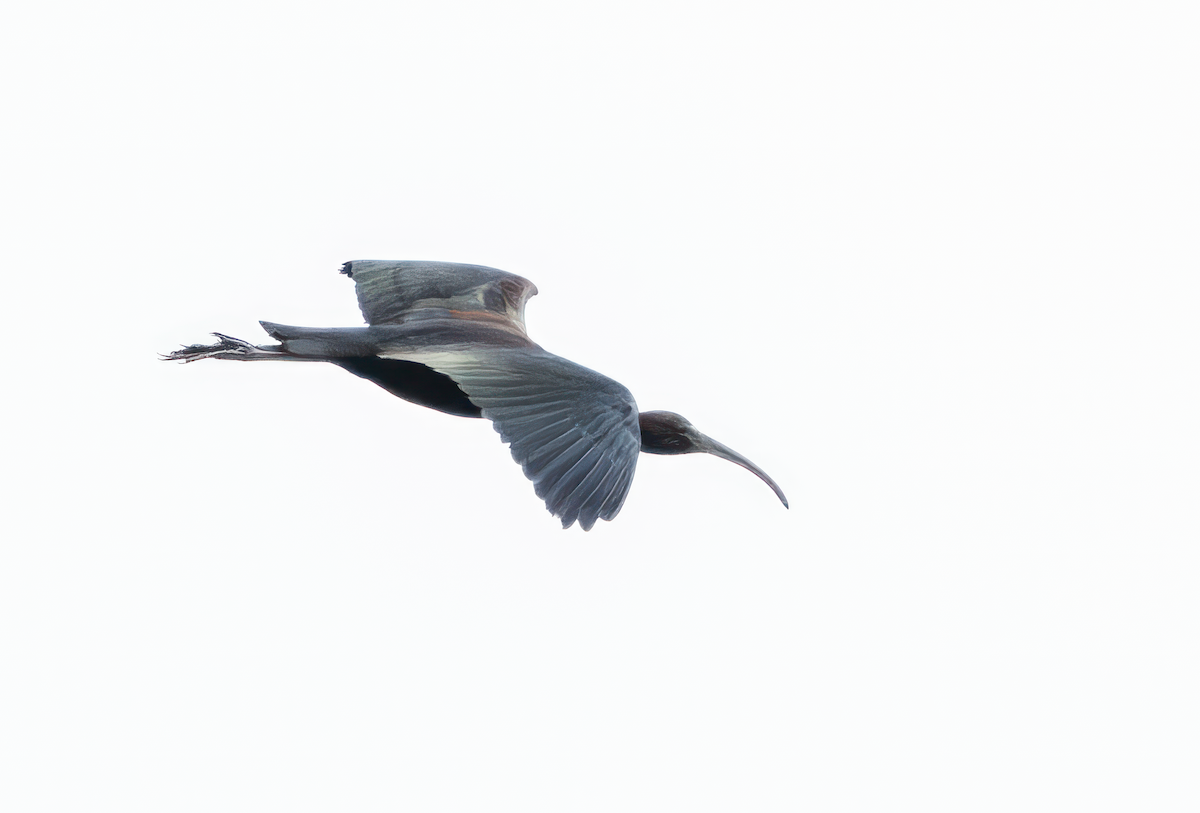 Glossy Ibis - ML637606703
