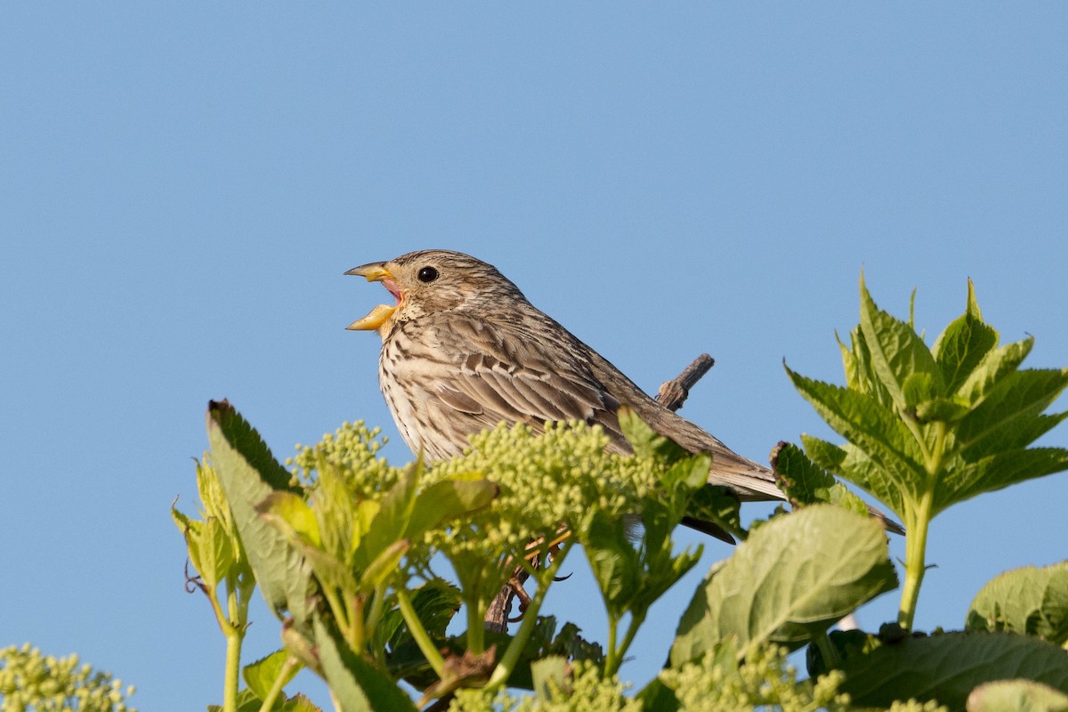 Corn Bunting - ML637606768