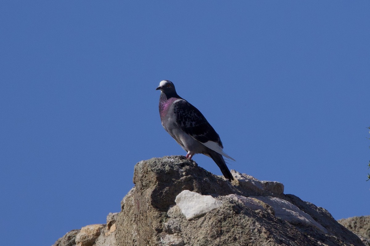 holub skalní - ML637606780