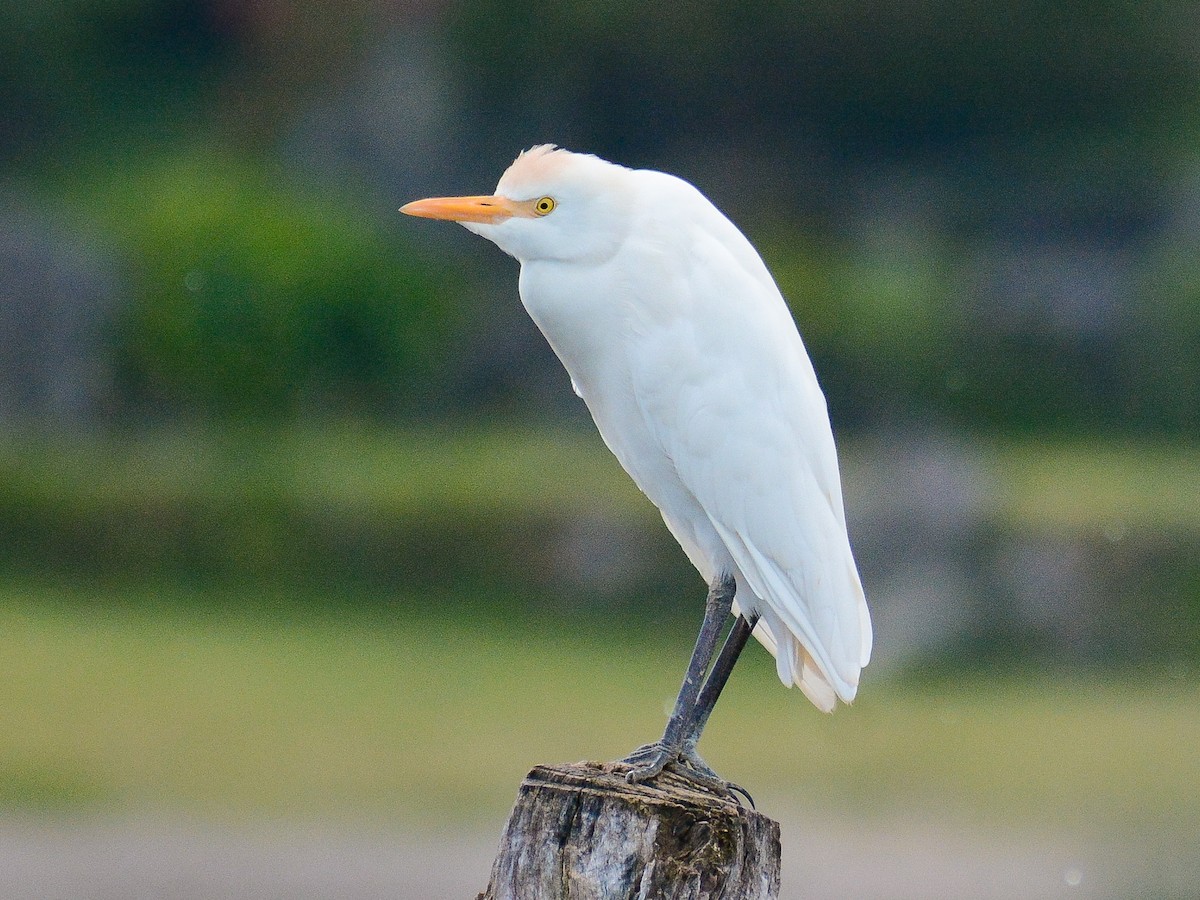 Western Cattle-Egret - ML637606792