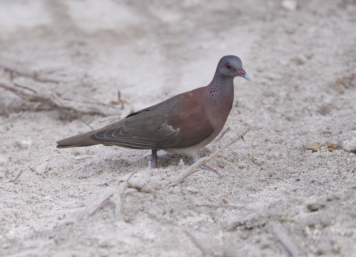 Malagasy Turtle-Dove - ML637606799