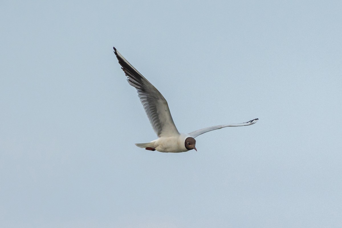 Black-headed Gull - ML637606892