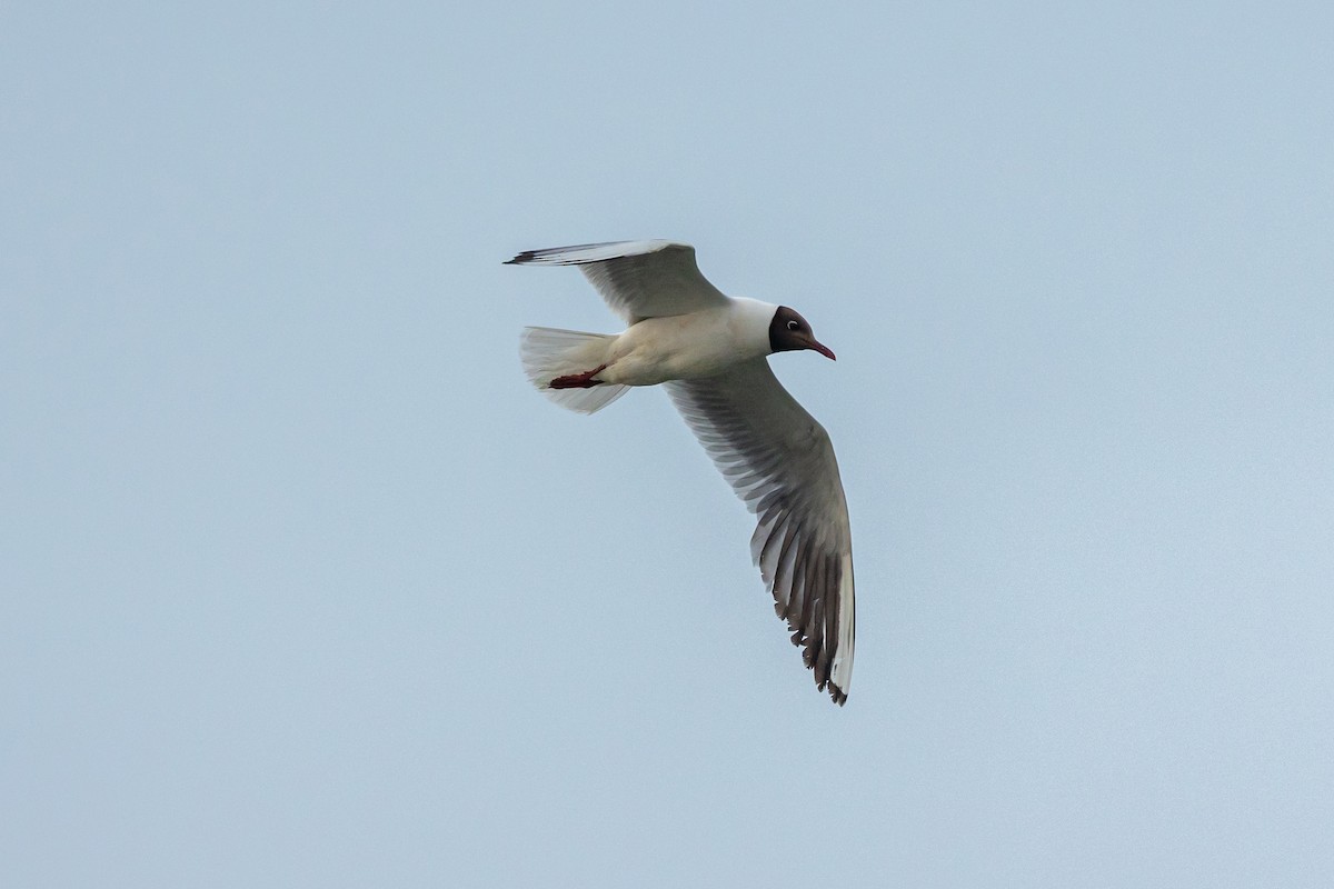 Black-headed Gull - ML637606893