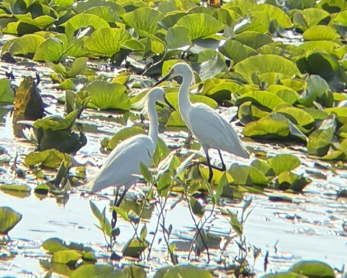 Snowy Egret - ML637606988