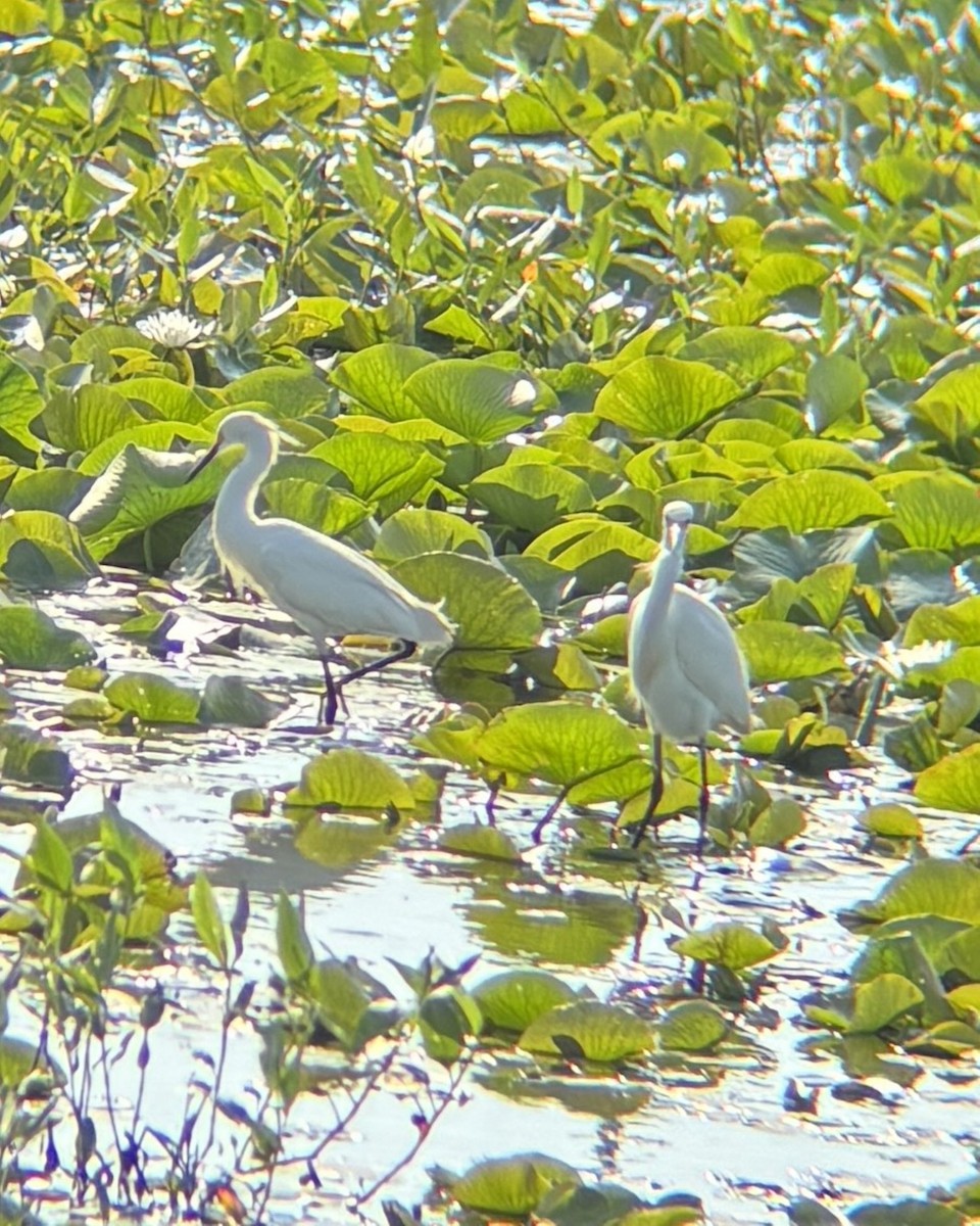 Snowy Egret - ML637606989