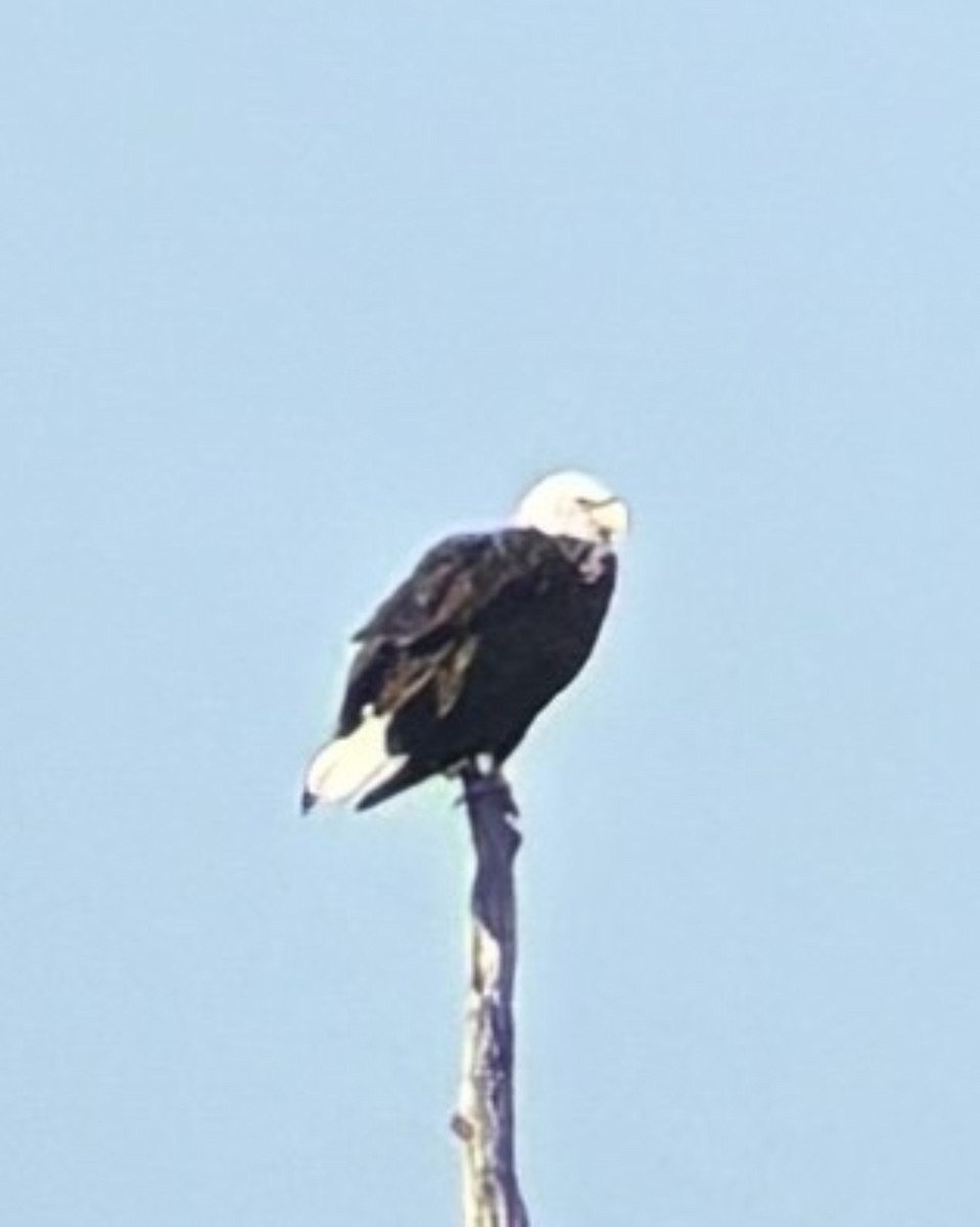 Bald Eagle - ML637606996