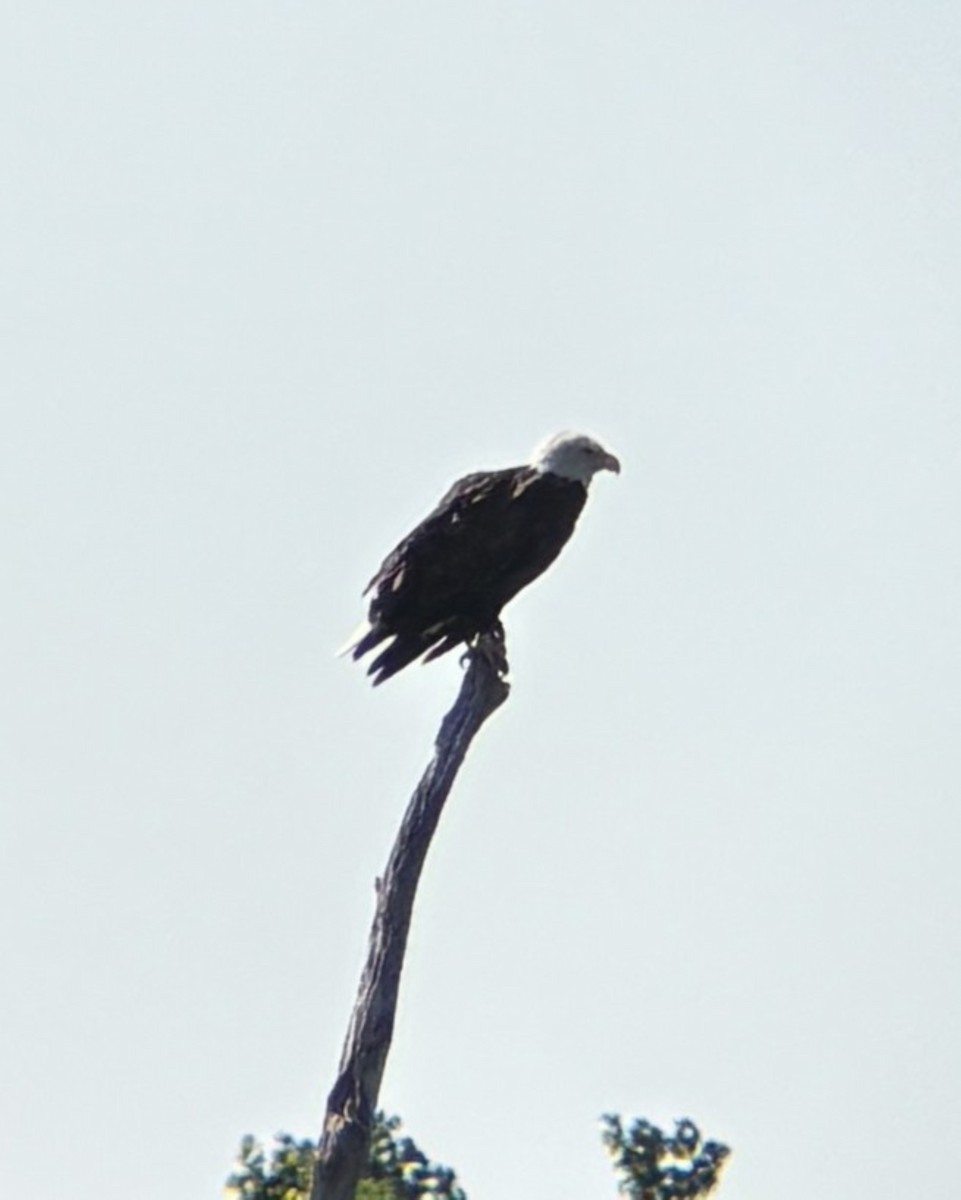 Bald Eagle - ML637606997
