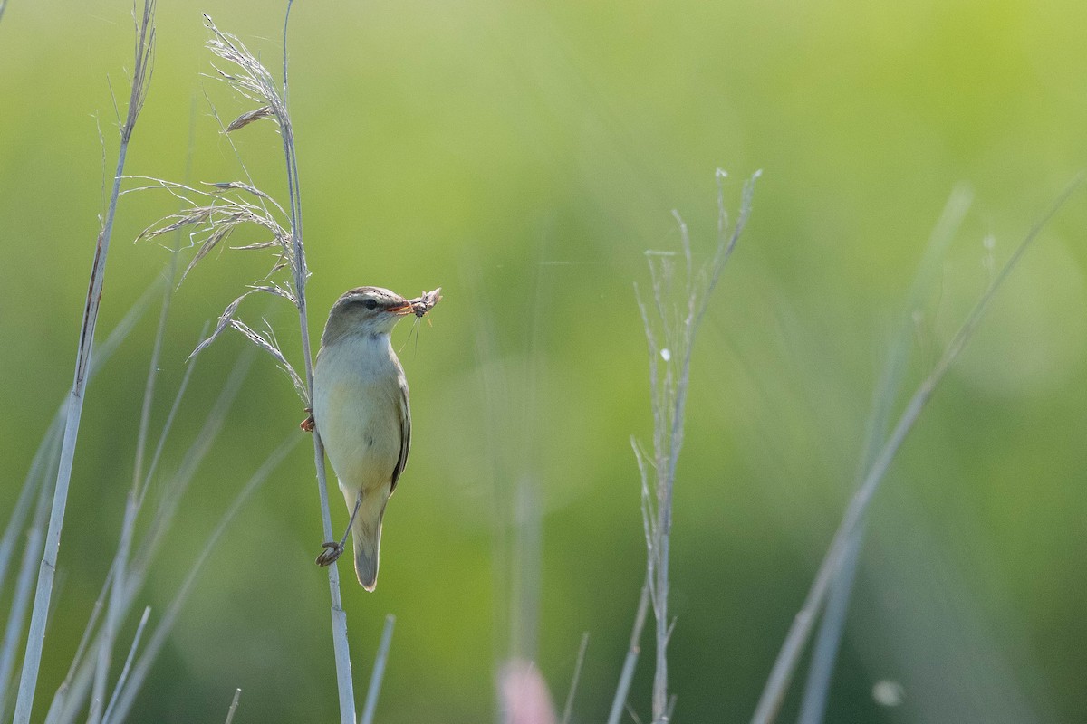 Sedge Warbler - ML637607015