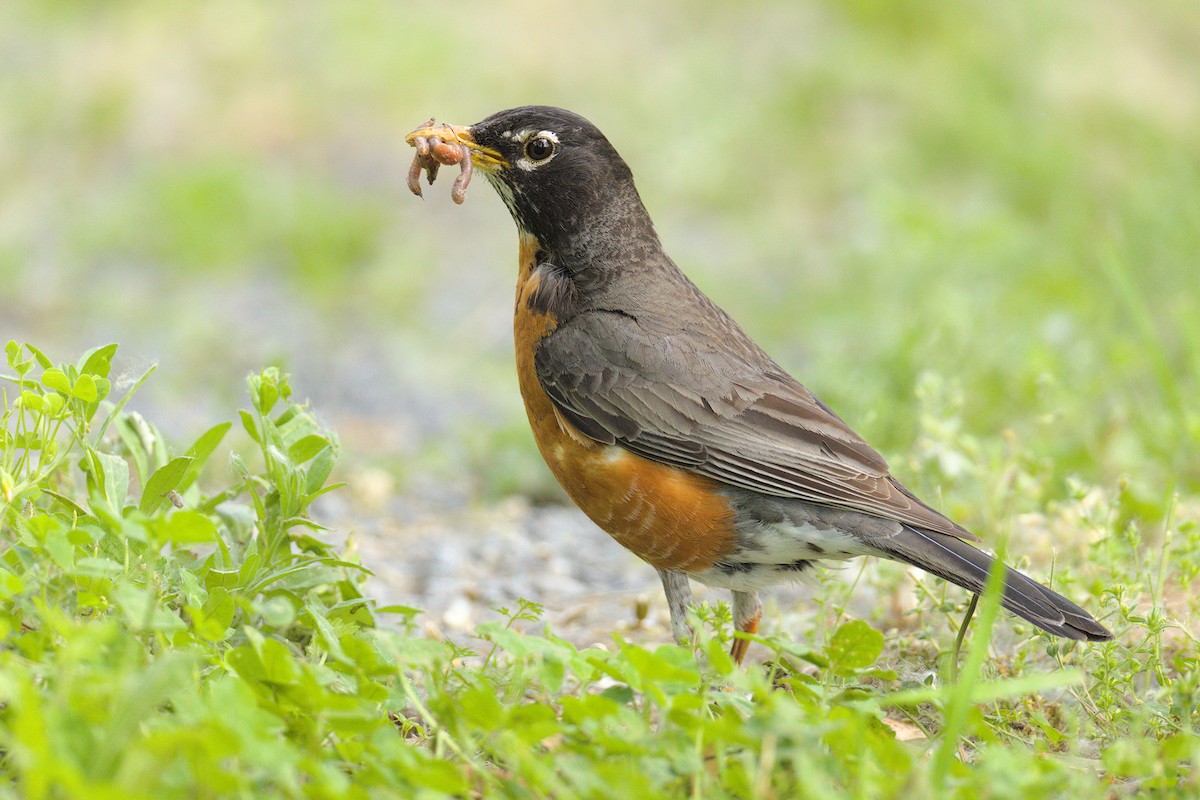 American Robin - ML637607052