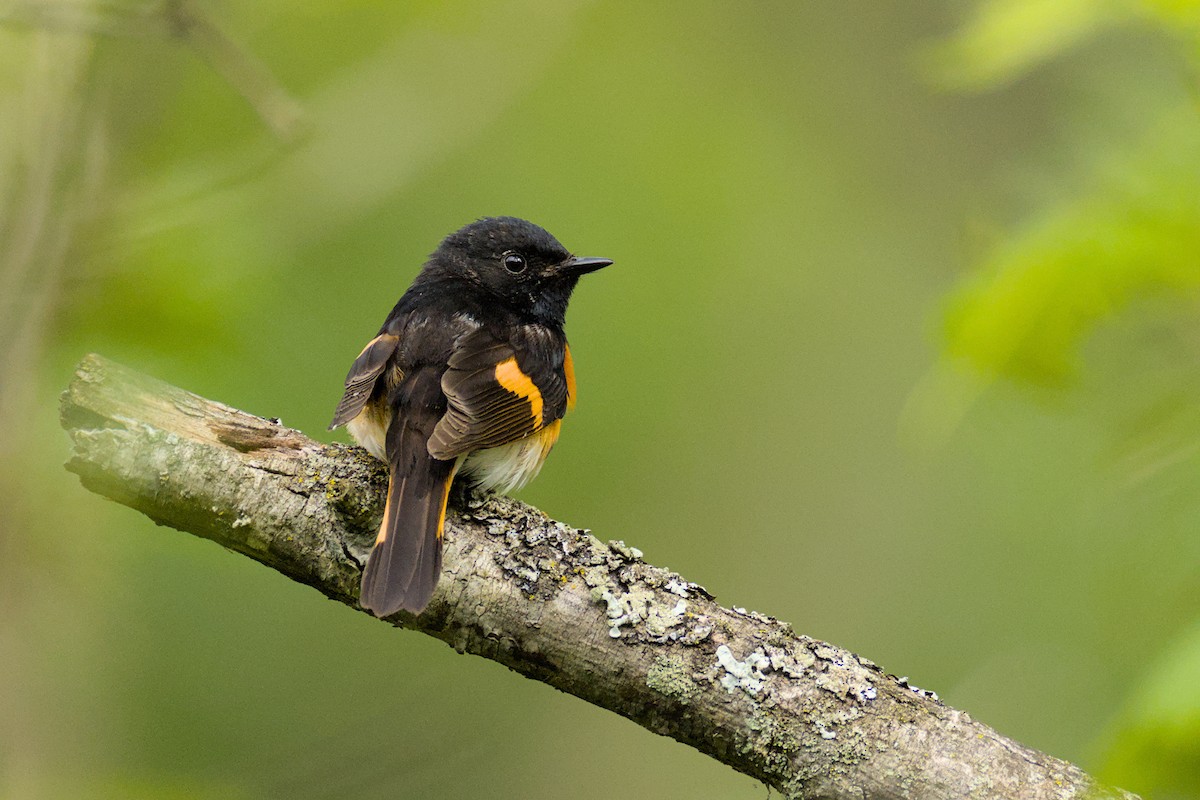 American Redstart - ML637607074