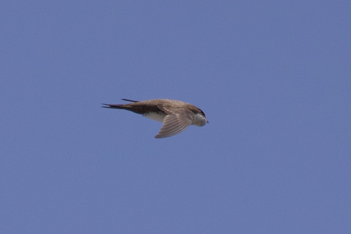 Alpine Swift - ML637607084
