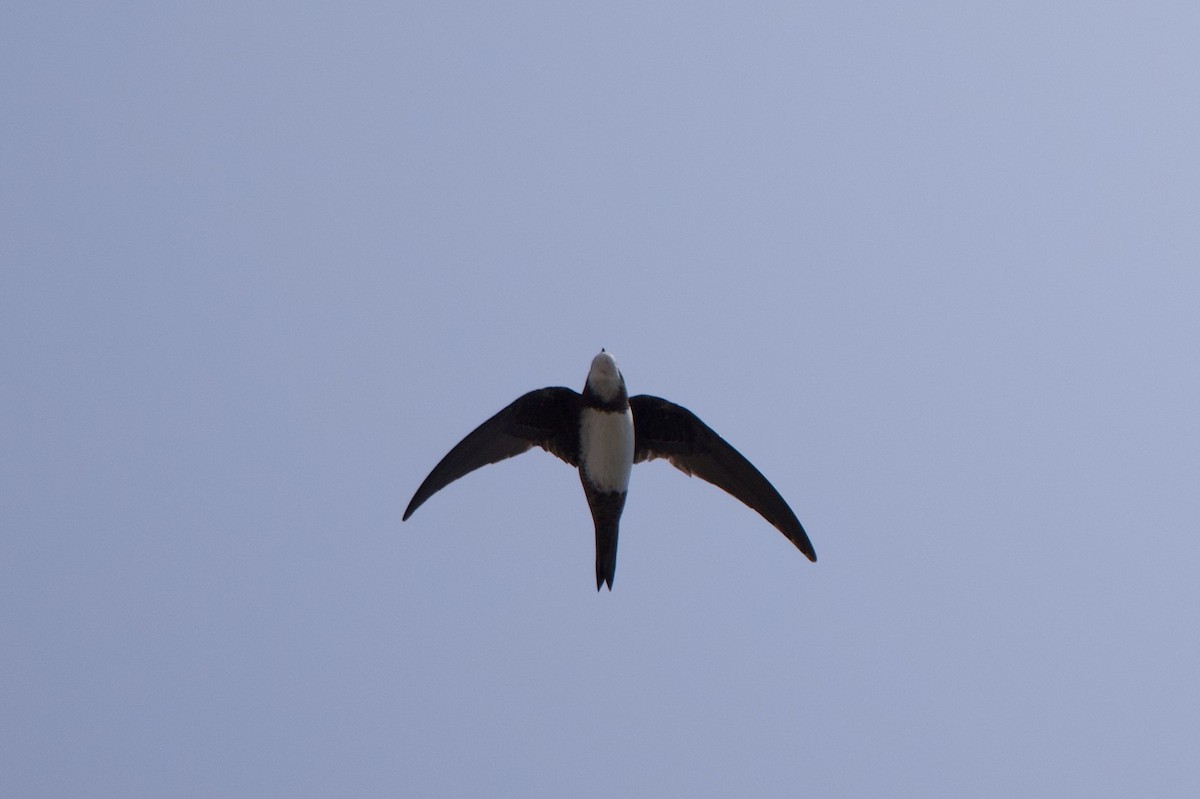 Alpine Swift - ML637607085