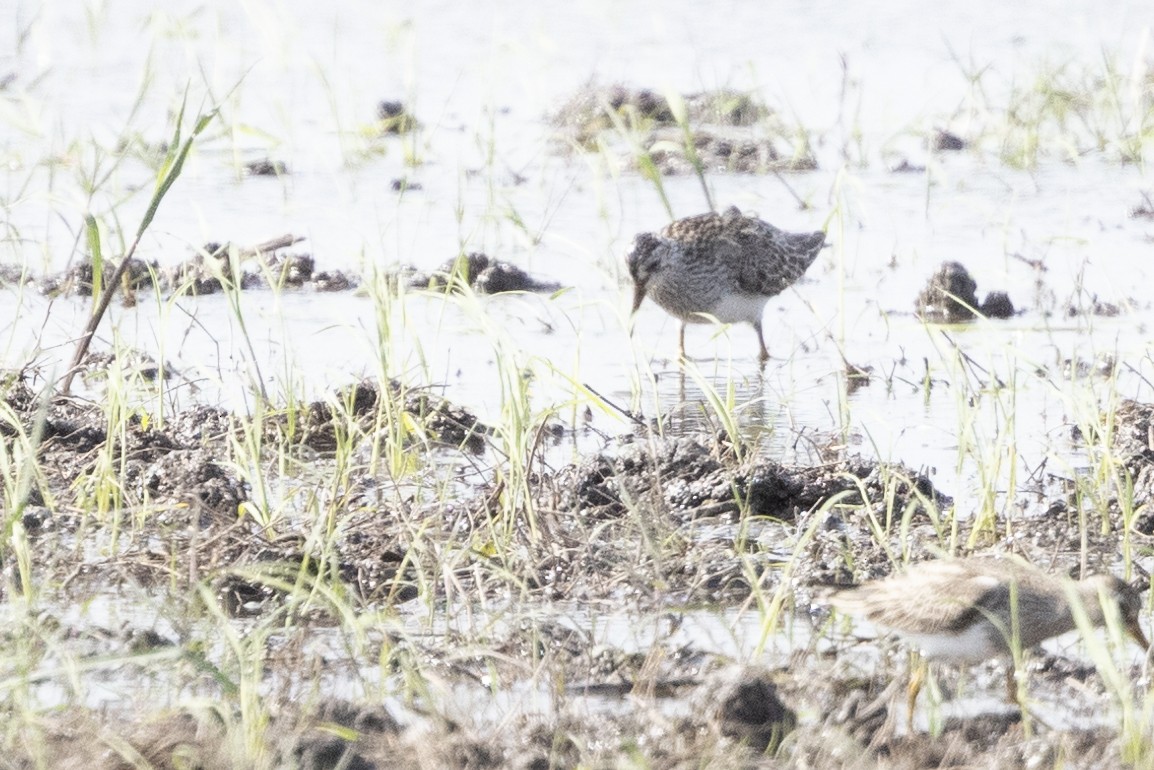 Pectoral Sandpiper - ML637607150