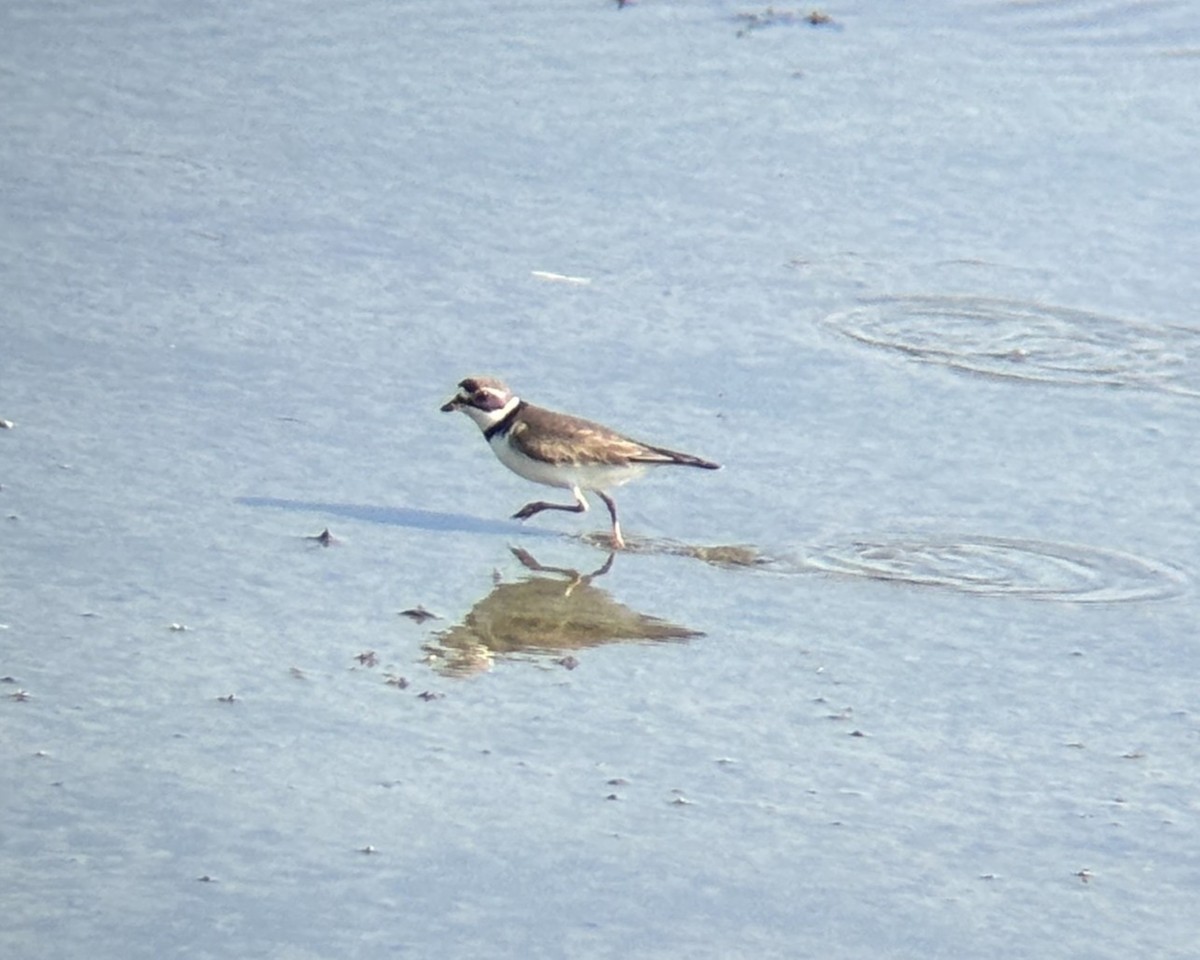 Semipalmated Plover - ML637607177