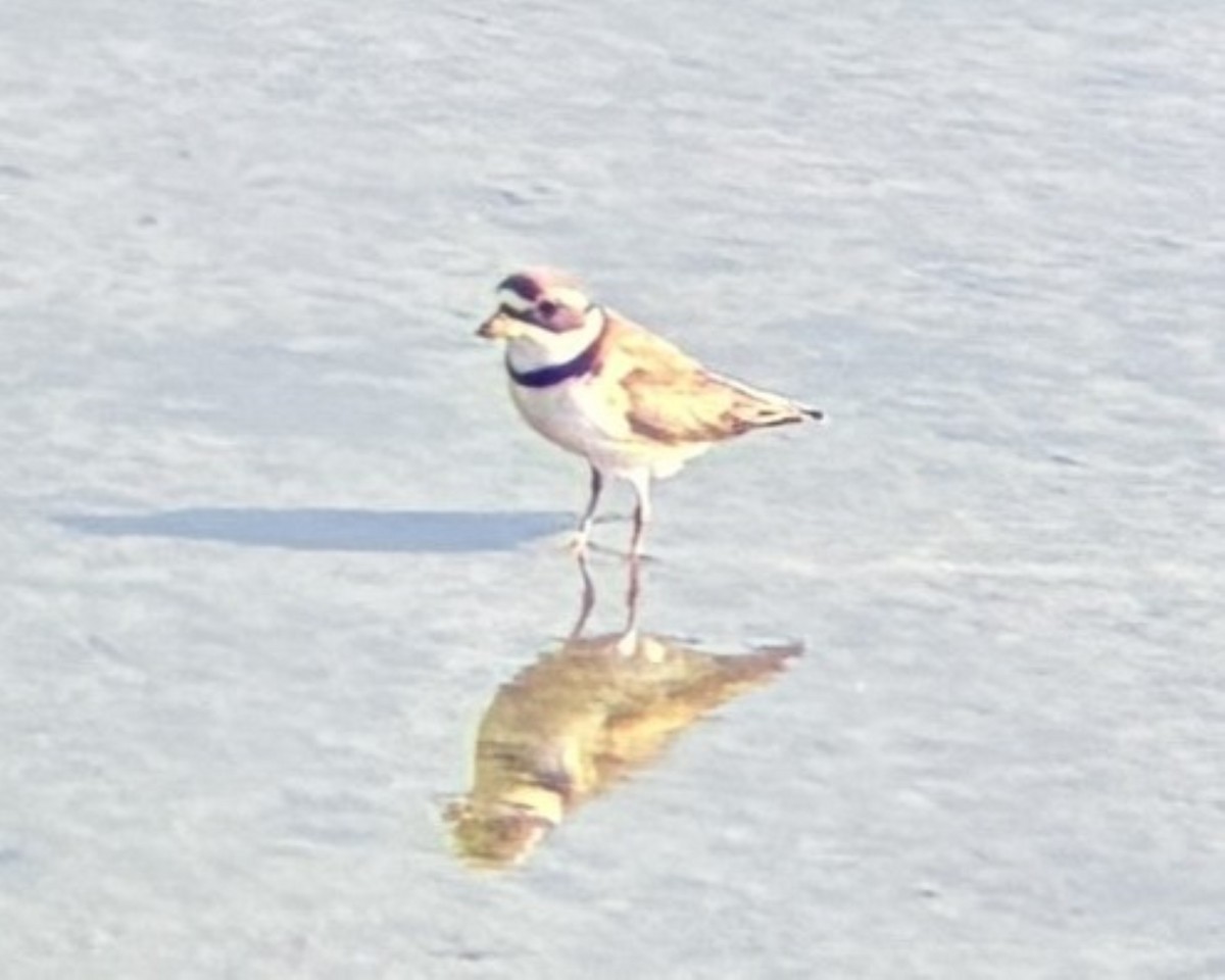 Semipalmated Plover - ML637607178