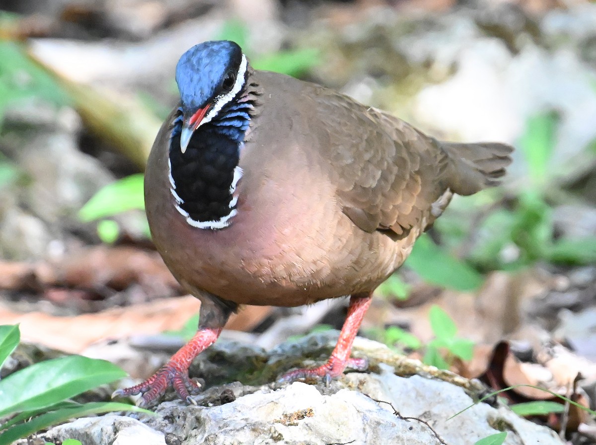Blue-headed Quail-Dove - ML637607205