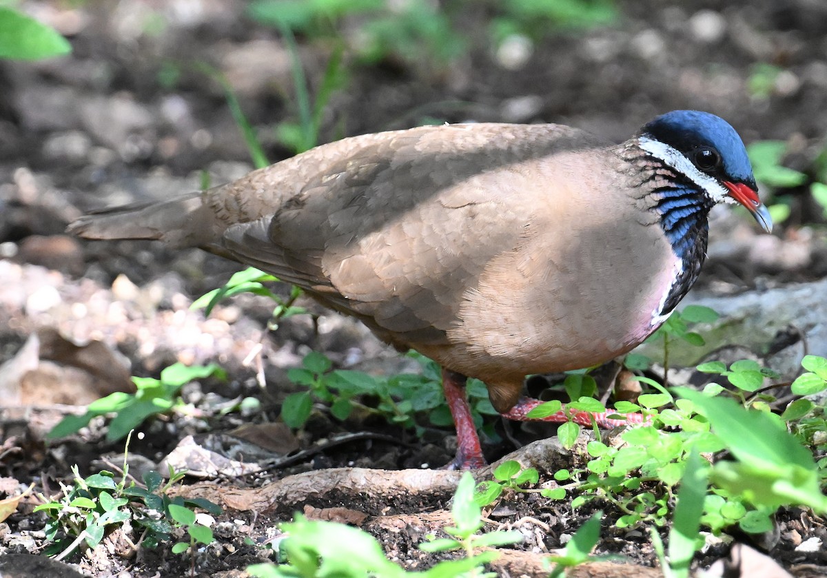 Blue-headed Quail-Dove - ML637607206
