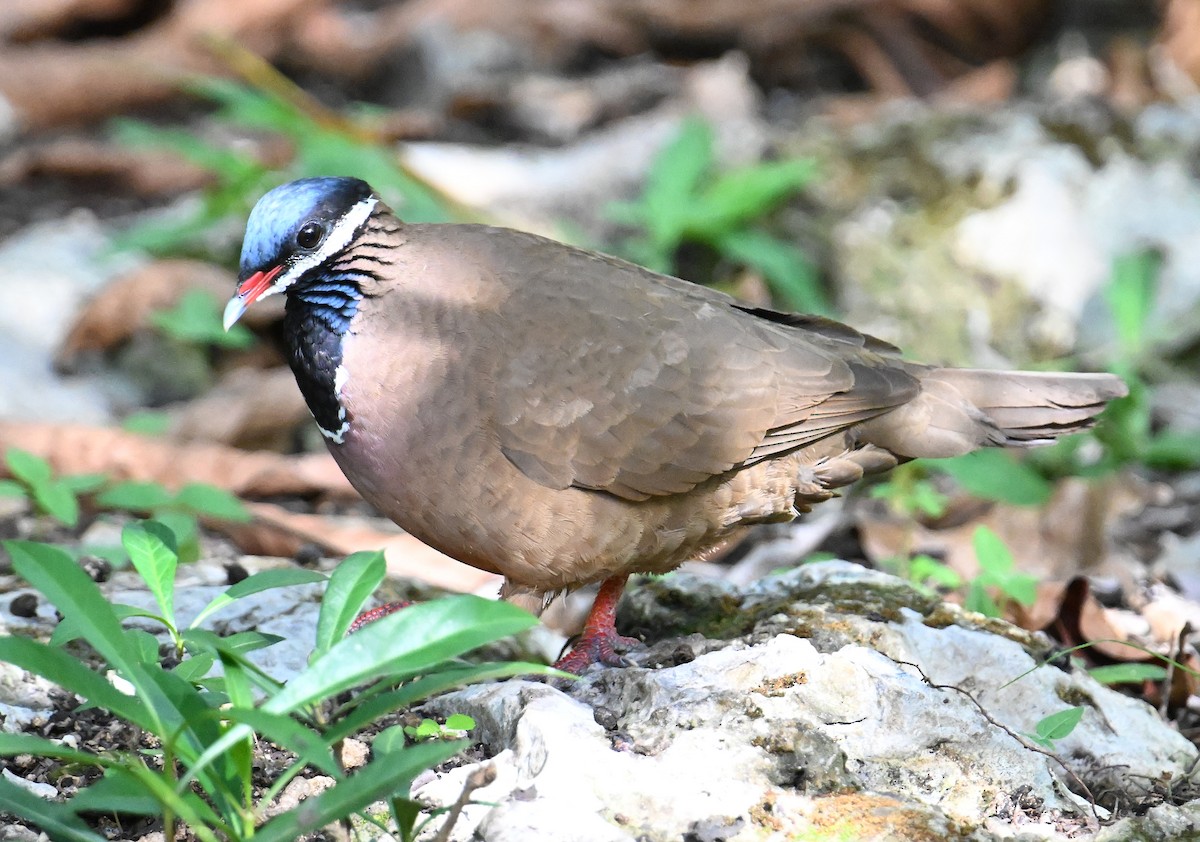Blue-headed Quail-Dove - ML637607207