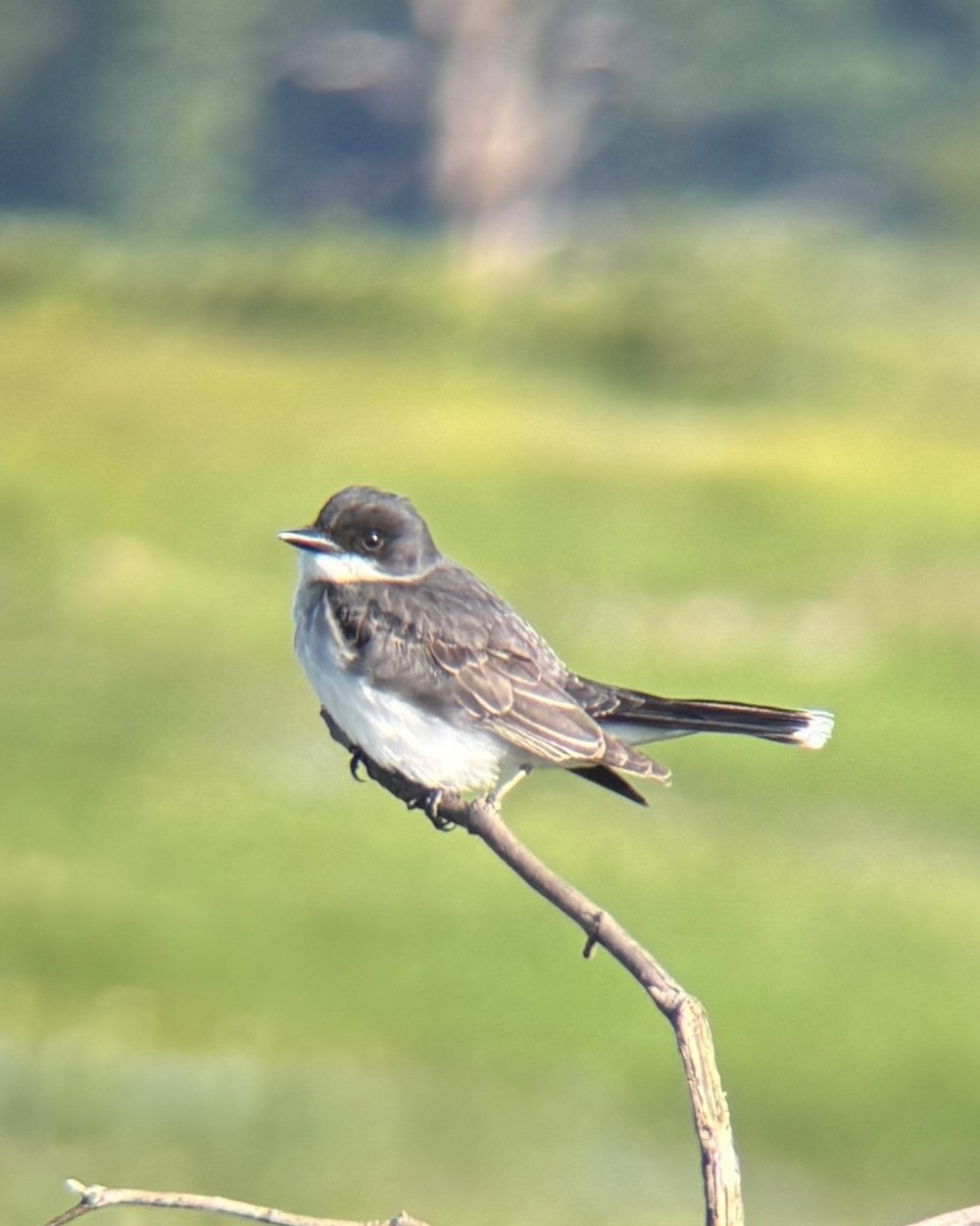 Eastern Kingbird - ML637607209