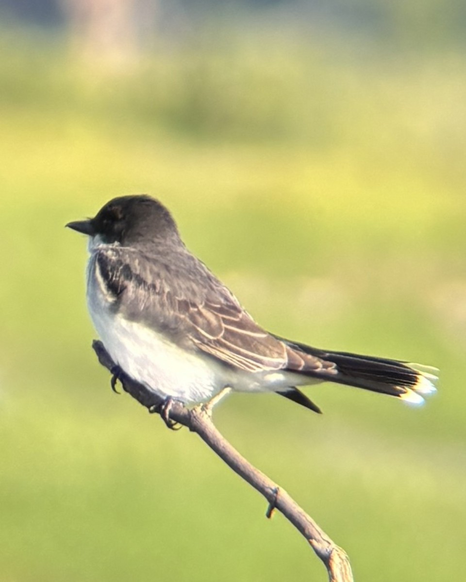 Eastern Kingbird - ML637607210