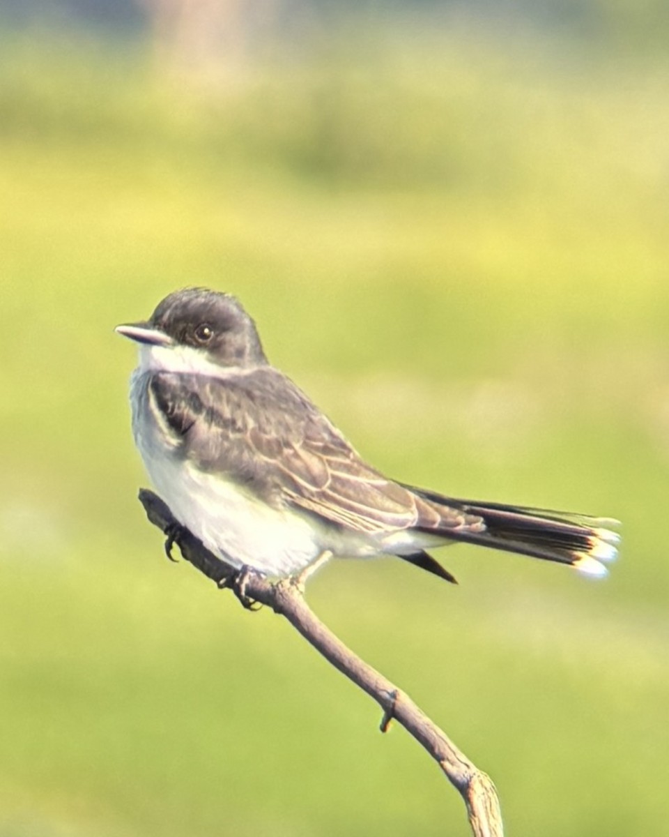 Eastern Kingbird - ML637607211
