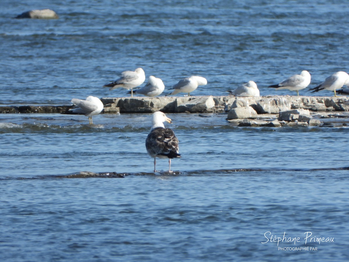Great Black-backed Gull - ML637607308