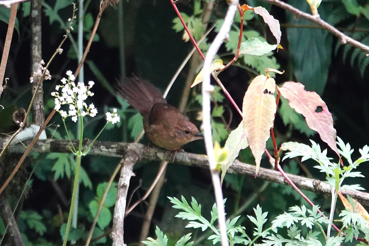 Russet Bush Warbler - ML637607309