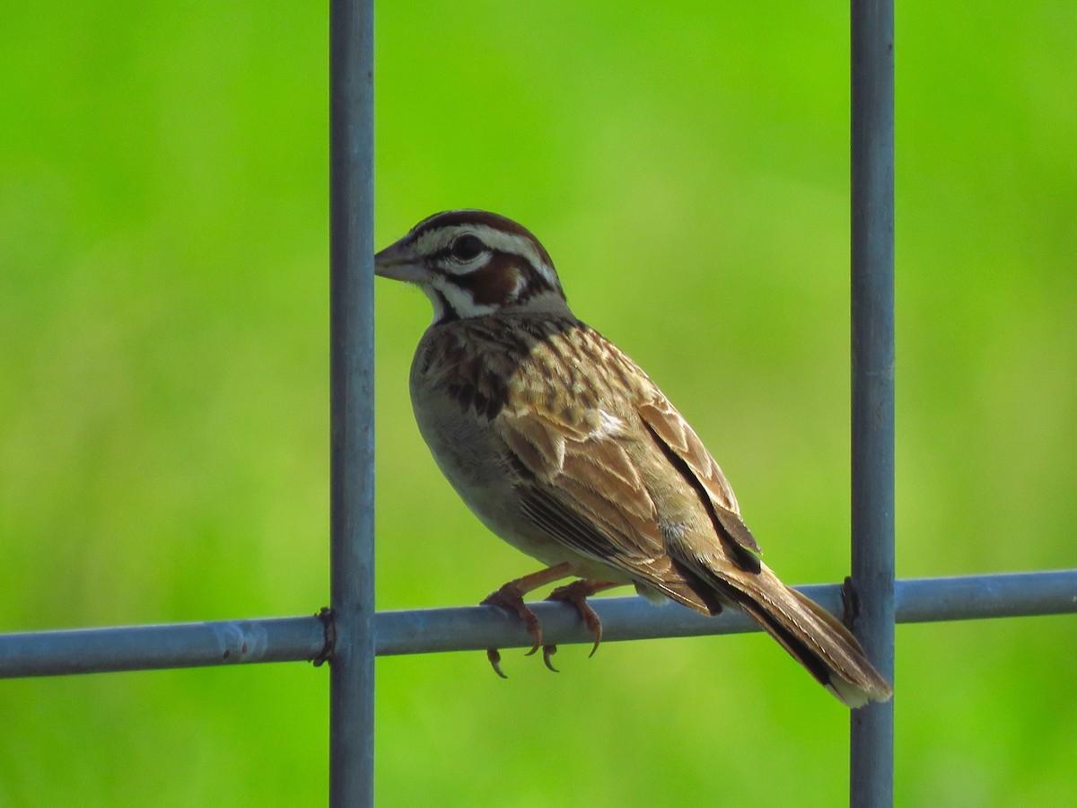 Lark Sparrow - ML637607341